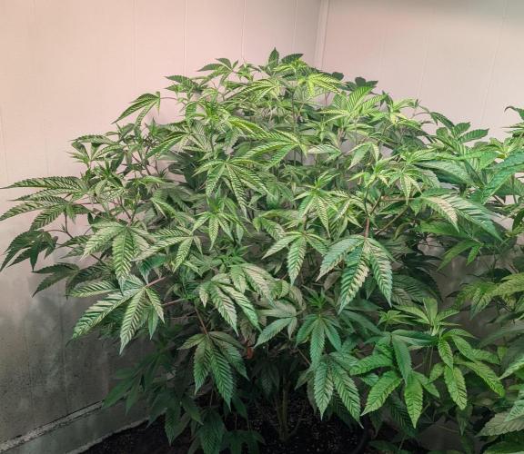 Killer Kush. Week 19