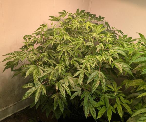 Killer Kush. Week 19