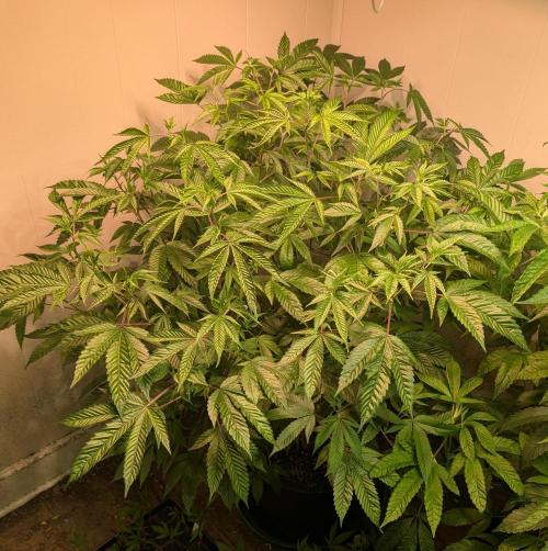 Killer Kush. Week 19