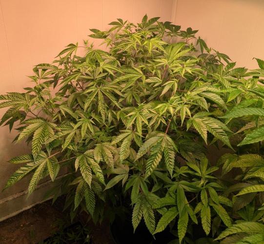 Killer Kush. Week 19