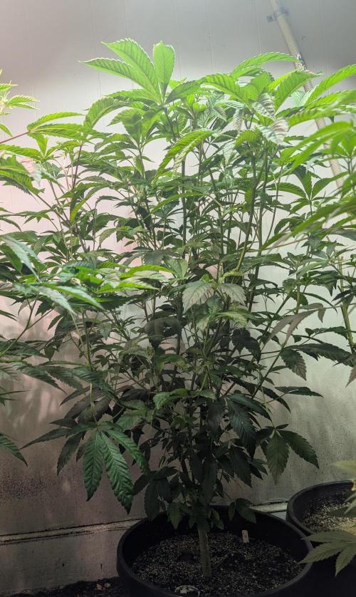 Pure Michigan. Week 19