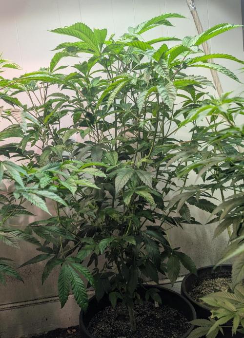 Pure Michigan. Week 19