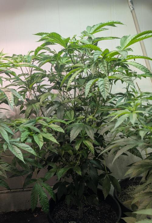 Pure Michigan. Week 19