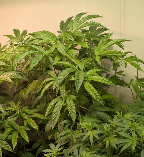 Pure Michigan. Week 19