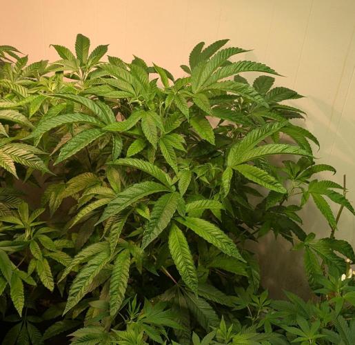 Pure Michigan. Week 19