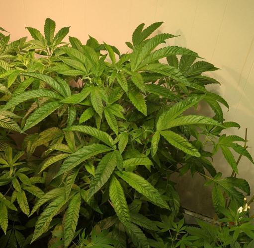 Pure Michigan. Week 19