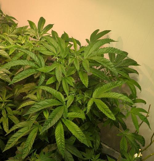 Pure Michigan. Week 19