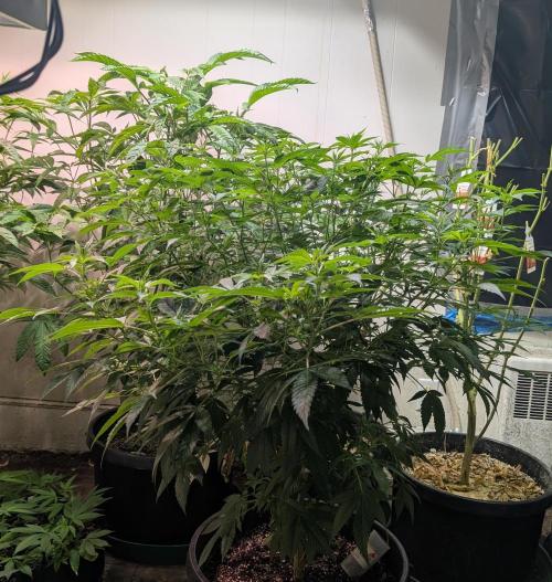 MAC Ganja. Week 19