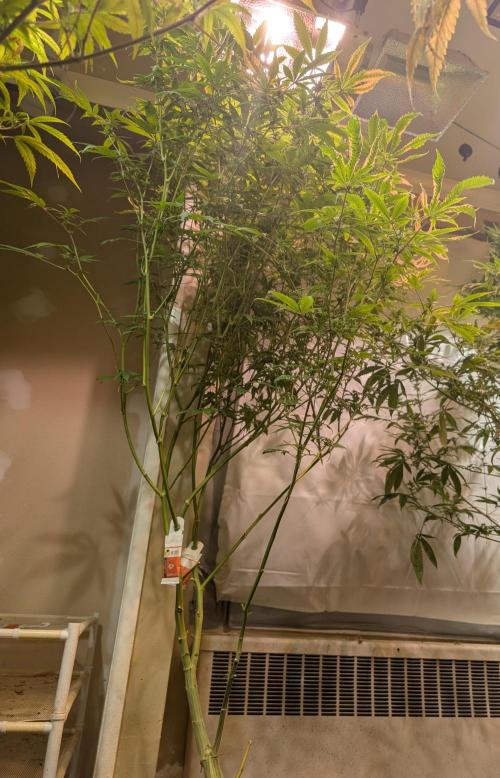 Strawberry Banana. Week 19