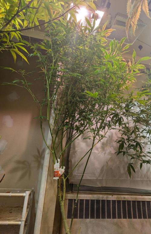 Strawberry Banana. Week 19