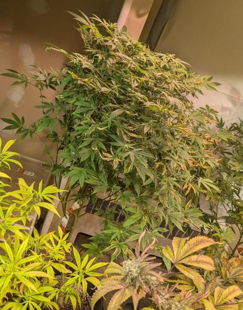 Strawberry Banana. Week 19