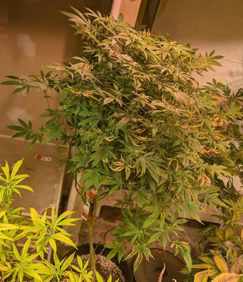 Strawberry Banana. Week 19