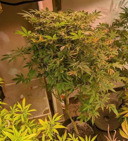 Strawberry Banana. Week 19