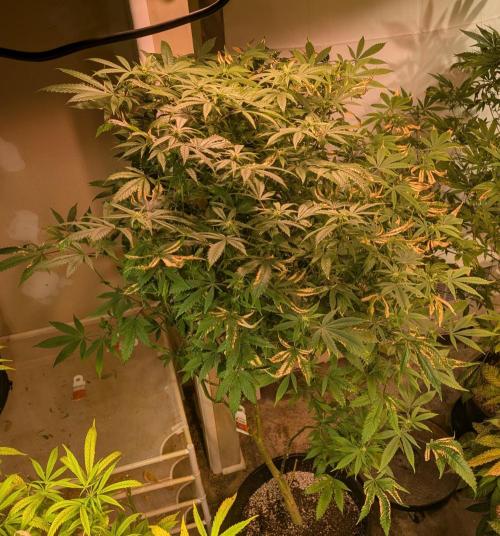 Strawberry Banana. Week 19