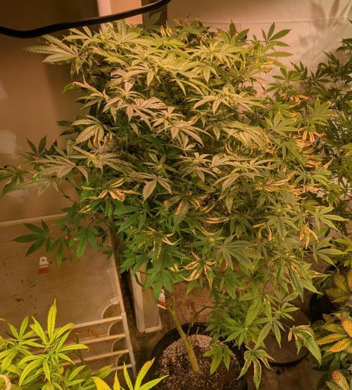 Strawberry Banana. Week 19