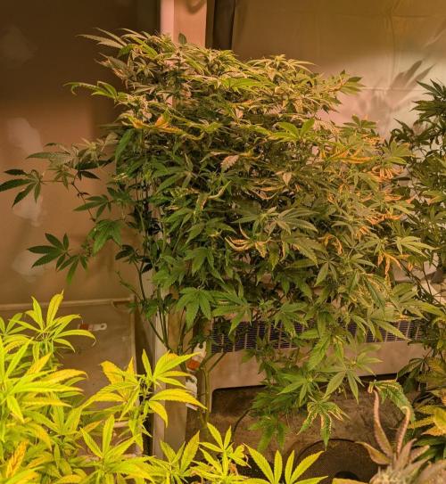 Strawberry Banana. Week 19