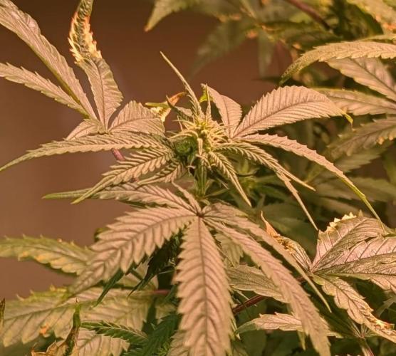 Strawberry Banana. Week 19