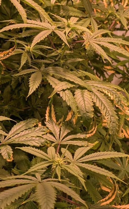 Strawberry Banana. Week 19