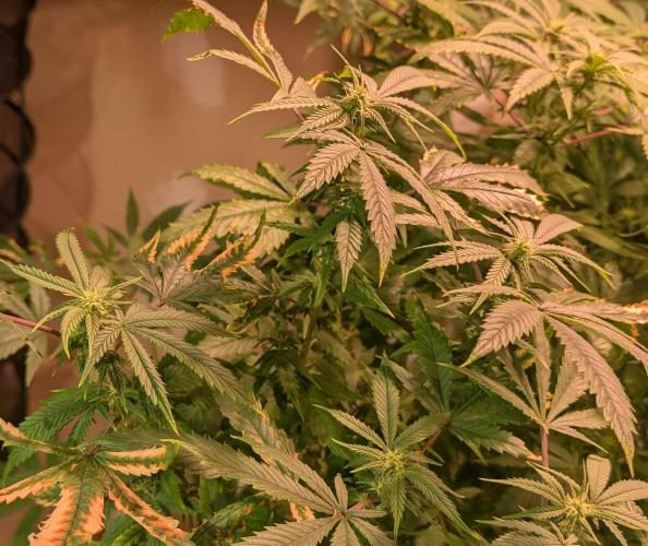 Strawberry Banana. Week 19