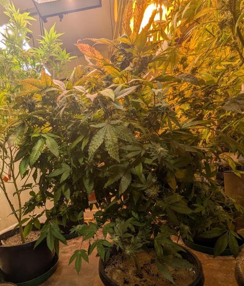 Apple Fritter. Week 25