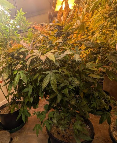 Apple Fritter. Week 25