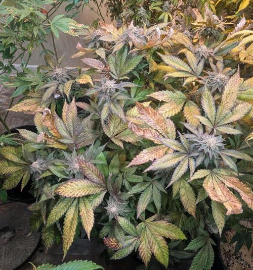 Apple Fritter. Week 25