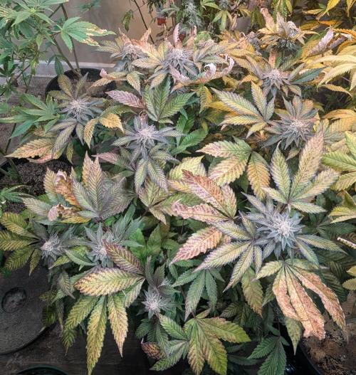 Apple Fritter. Week 25