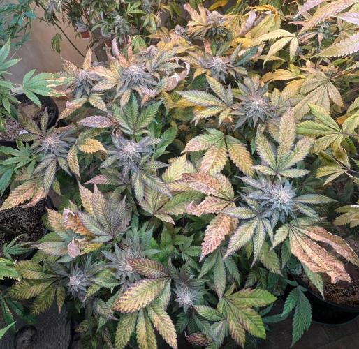 Apple Fritter. Week 25