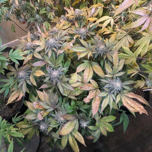 Apple Fritter. Week 25