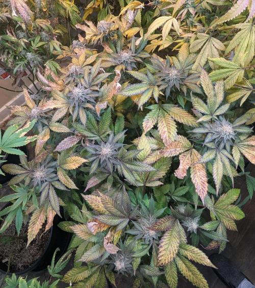 Apple Fritter. Week 25