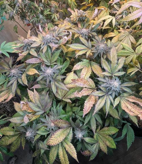 Apple Fritter. Week 25