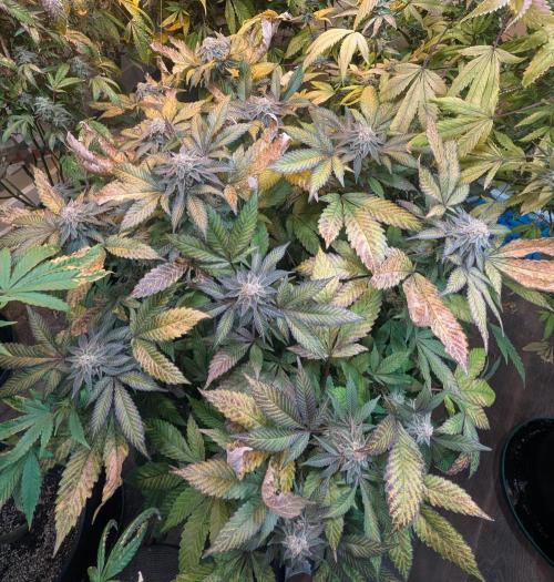 Apple Fritter. Week 25