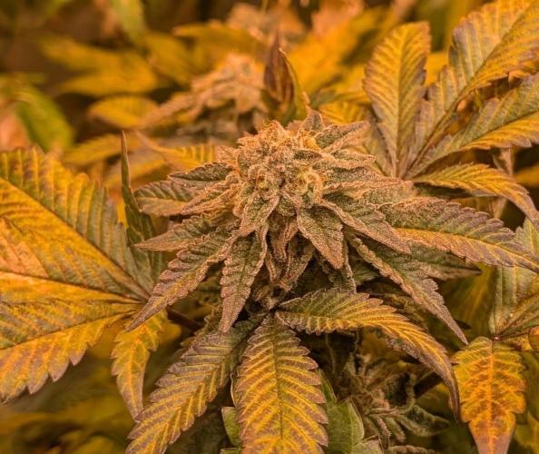 Apple Fritter. Week 25