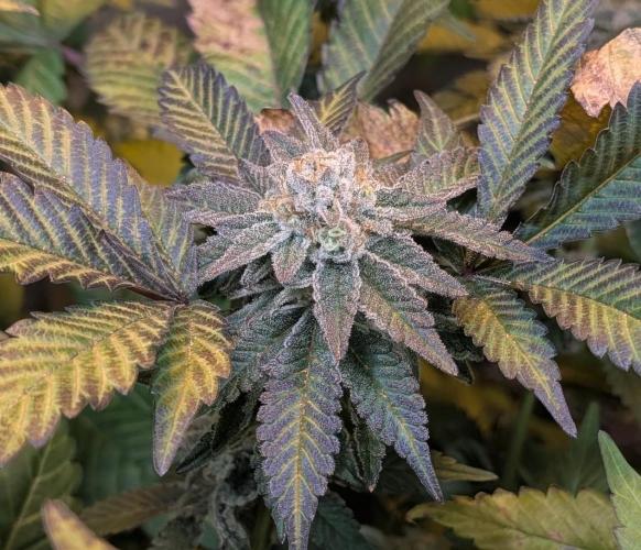 Apple Fritter. Week 25