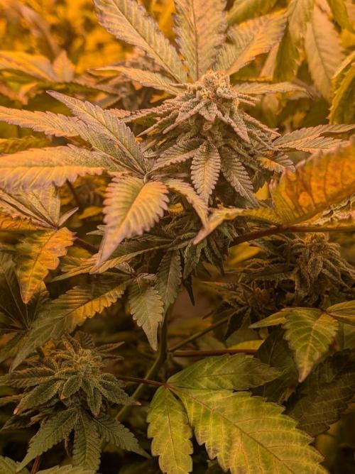 Apple Fritter. Week 25