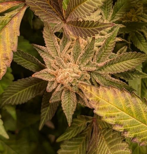 Apple Fritter. Week 25