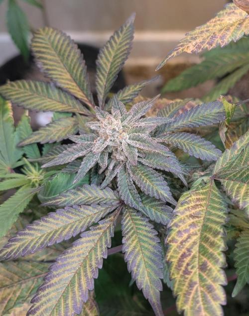 Apple Fritter. Week 25