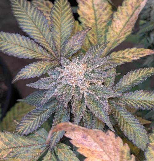 Apple Fritter. Week 25