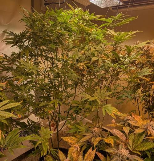 Hellfire OG. Week 19