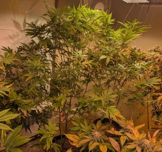 Hellfire OG. Week 19