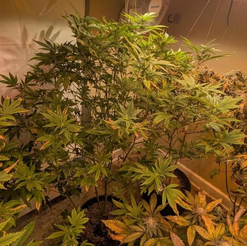 Hellfire OG. Week 19