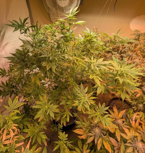 Hellfire OG. Week 19