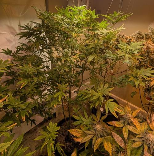 Hellfire OG. Week 19