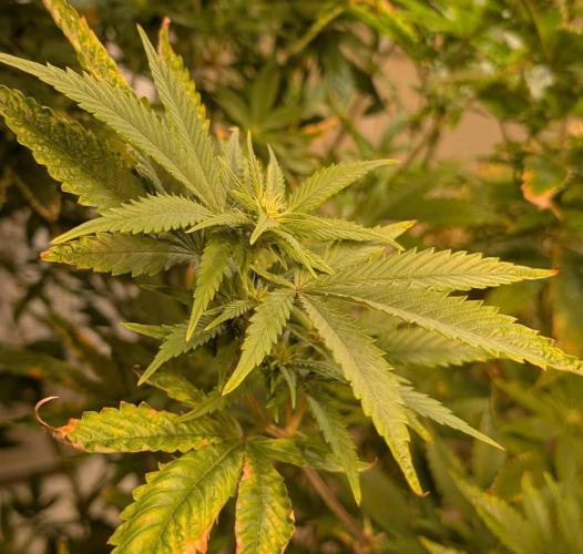 Hellfire OG. Week 19