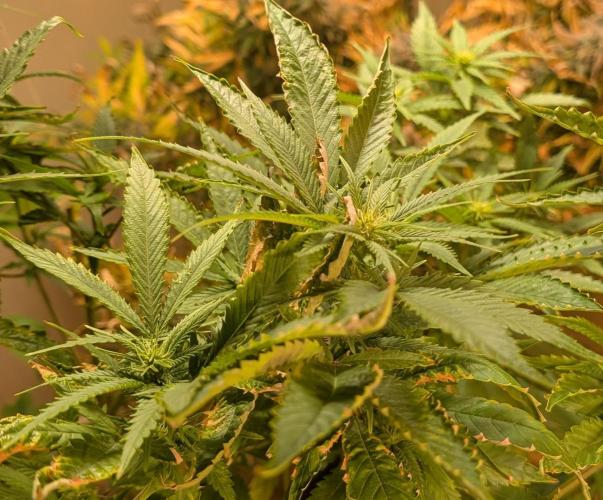 Hellfire OG. Week 19