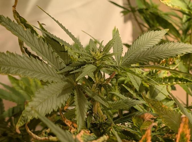 Hellfire OG. Week 19