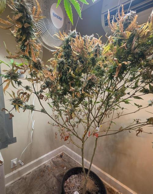 Sugar Black Rose. Week 19