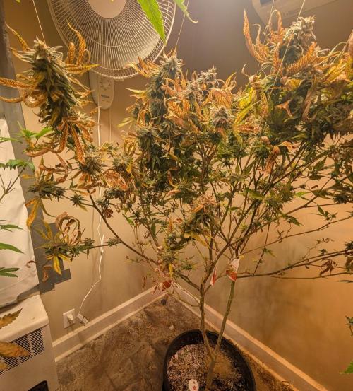 Sugar Black Rose. Week 19