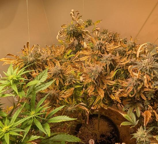 Sugar Black Rose. Week 19