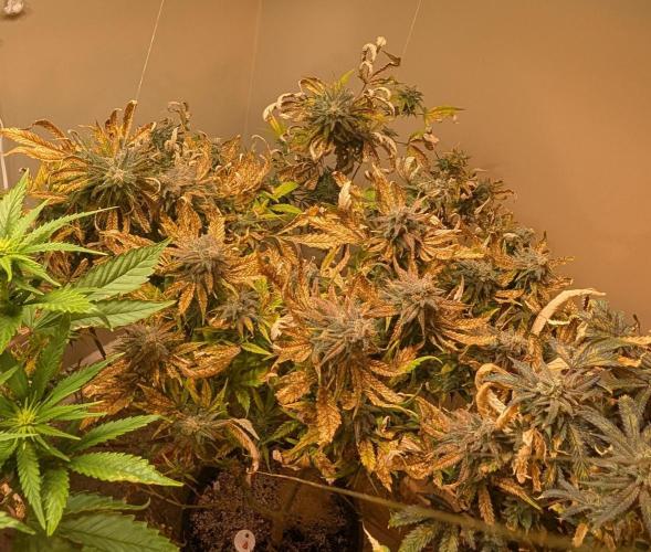 Sugar Black Rose. Week 19